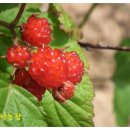 이삭농장 이미지