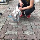 애견훈련소 보담 | 경남 마산 애견훈련소, 반려견 행동교정 방문 훈련 후기 K9반려견 훈련센터