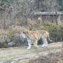 백두대간 수목원-(봉화군 춘양면)-240121 이미지