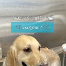 퍼피인더바스 이미지