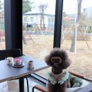 동근청과 | 용인 애견카페 추천 강아지동반 가능한 양지디귿 대형카페