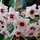 동이카센타 이미지