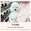 애견용품 창고형 할인매장 | 용인 창고형 할인매장 한알abm 애견동반 솔직 후기