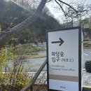 청보화원 | [화담숲] 2026년 4월 5일 화담숲 데이트 (실시간 벚꽃 / 수선화 축제)