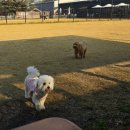 도기온 | [대구경산 하양 도기온 후기]낯가림 심하던 강아지가 잔디밭에서 이렇게 뛰어놀 줄이야