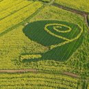 유채꽃향기처럼 이미지