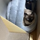 고양이집 | 고양이집 고양이 숨숨집 많이 써본 후기