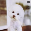 슈앤트리 이미지