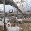 해맑은 목장 이미지