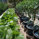 다마내기 이미지