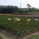 복룡농장 이미지