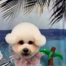 댕스타일 이미지