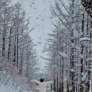 순정목장 네이버블로그