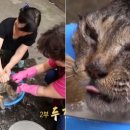 대구 고양이 미용 밀꼬냥 이미지