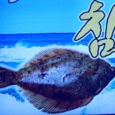 정자참가자미 이미지