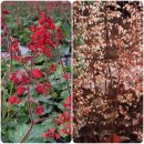 노지월동 다년초 야생화 이미지