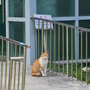 5월 무주+대전여행 Day3 - 덕유산국립공원/무주양수발전소/무주 향로산 자연휴양림 모노레일/백리향...