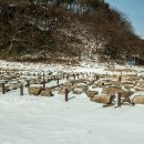 보원목장 이미지