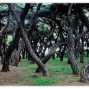 숲의 소리 이미지