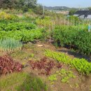 수배농장 이미지