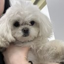 도루몽실 이미지