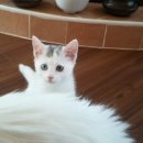 이쁜냥이 이미지