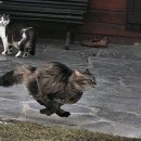 심쿵사