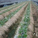 옥분농장 이미지