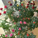 타티아르 이미지