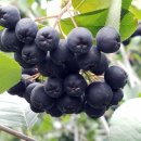 이정환농장 | 부곡아로니아농장, 전국 공동구매합니다~!