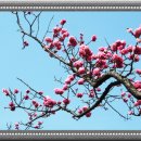 고목나무 이미지