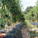 빨간고추 이미지