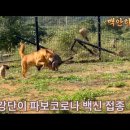 강단이 파보 코로나 접종 이미지