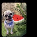 이쁘개멋있개 이미지