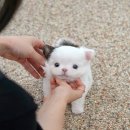 미유펫 강아지분양 고양이분양 김포점 이미지