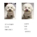 늘 너에개 | 여수 무선 화장동 늘너에개 애견미용샵 • 비숑 곰돌이컷 후기 🐶💗
