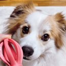 러버독 | 강아지 노즈워크 장난감 패리스독 덤벨 간식놀이 러버토이 반려견콩떡이 크리스마스 선물 솔직후기