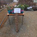 사철농장 | 함안 산림조합 나무 시장 후기｜유실수, 묘목, 조경수 판매 (2026 봄 묘목시장)