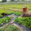 하나로농장-3 이미지