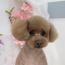 쏭쓰펫살롱 이미지