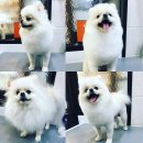 미사마이펫동물병원 이미지