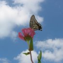 고추잠자리 이미지