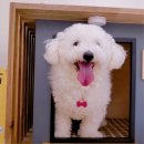 럭셔리하개 이미지