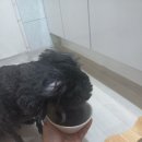 부루펫 이미지