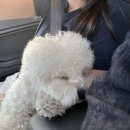 멍냥플레이트 경북도청점 이미지