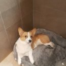 펫도그 애견스쿨 이미지