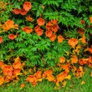 살구골공원 이미지