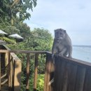 문화빌라앞 | #발리 신혼여행_4(울루 세가라 풀빌라 후기)