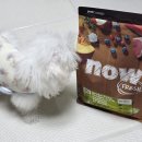 퍼피라이프 | 4개월 강아지 사료 나우 퍼피 스몰브리드 내돈내산 구매 후기