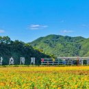 산소카페 청송군민음악회 | 국내 최대 백일홍 정원, 청송 산소카페 청송정원 무료 개방 소식과 가을 여행의 매력